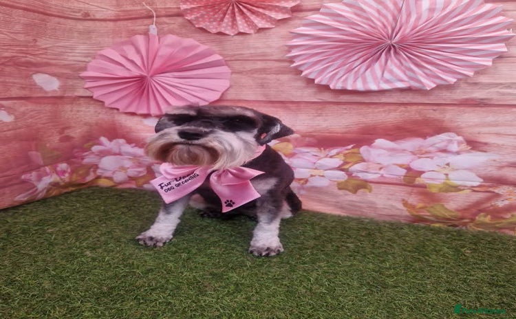 Miniature Schnauzer dogs - Advert 1