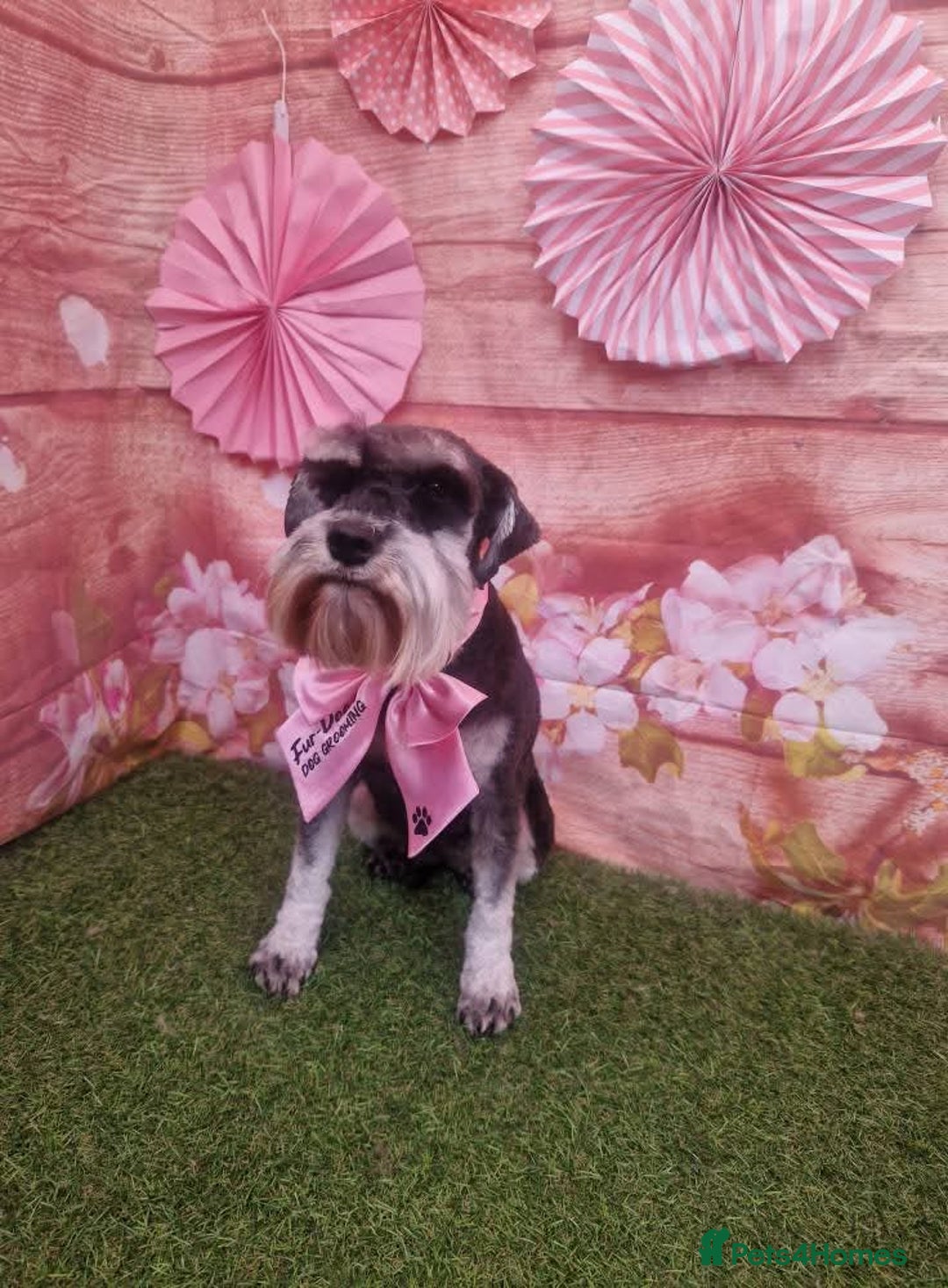 Miniature Schnauzer dogs for sale: Miniature schnauzer's due, KC, Mac, low COI - Image 1