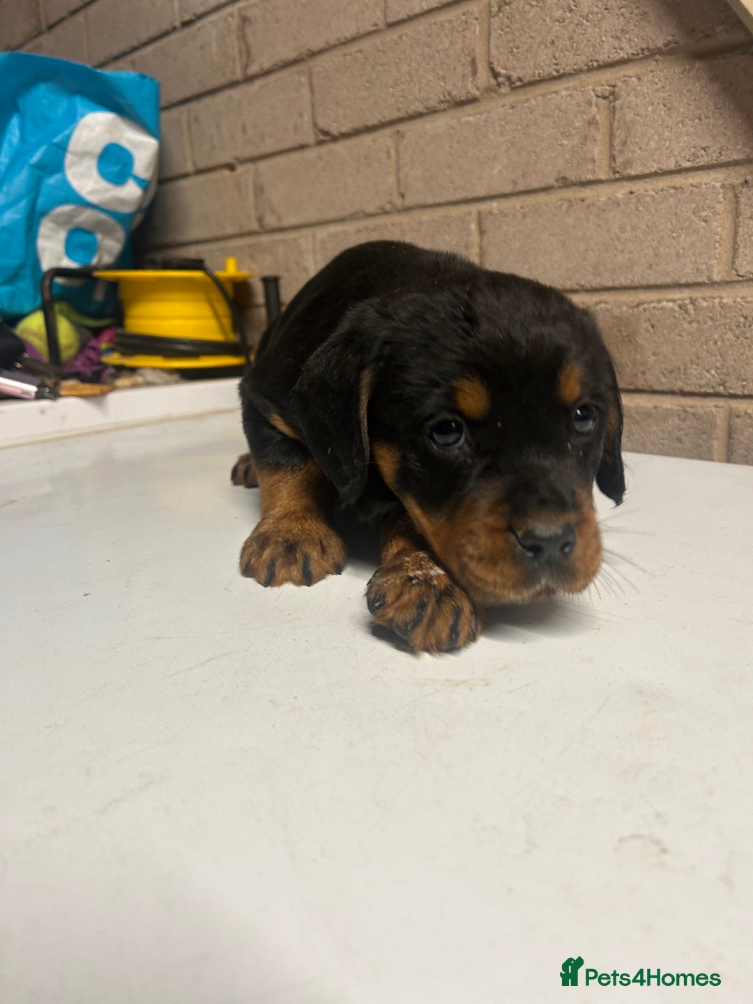 Mixed Breed dogs for sale: Cocker spaniel/Rottweiler  - Advert 10