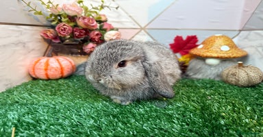 Mini Lop rabbits - Advert 5