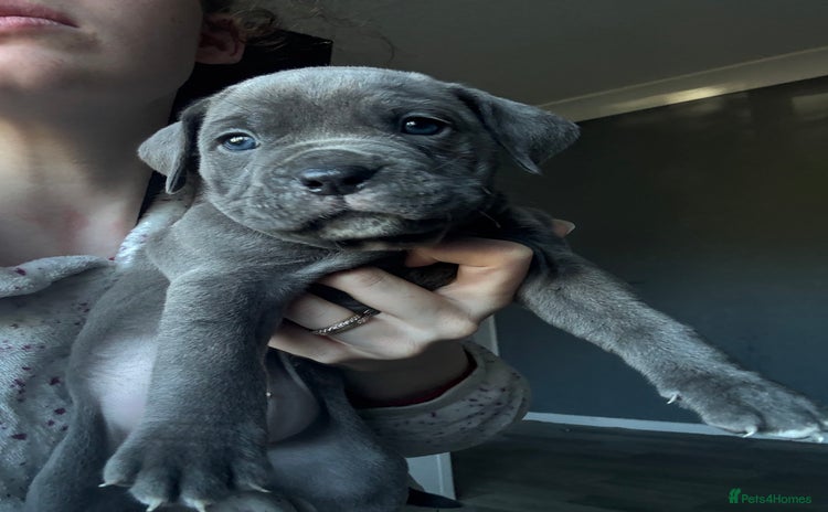Mixed Breed dogs - Advert 2
