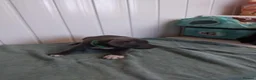 Staffordshire Bull Terrier dogs for sale: Staffordshire bull terrier puppies for sale  in Wednesbury - Advert 6