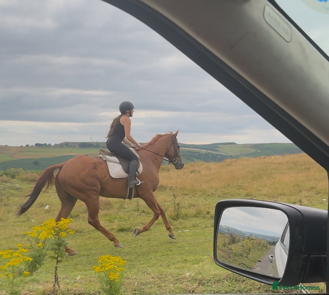 Irish Thoroughbred horses for sale: Outstanding 16.2 , 6 yr old tb gelding  - Image 8