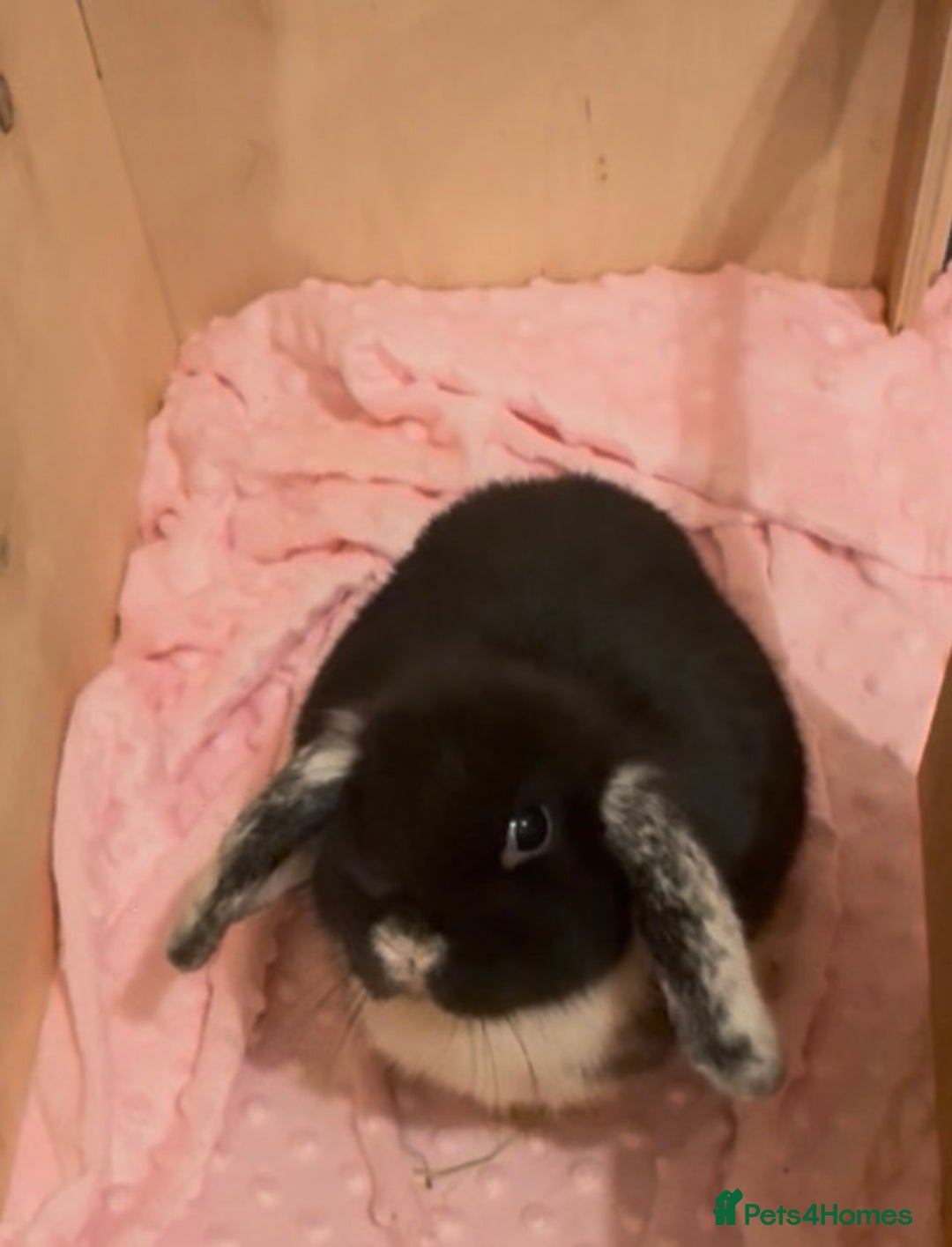Mini Lop rabbits for sale: Very loved indoor bunny needing new loving home - Advert 4