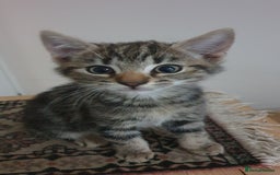 Mixed Breed cats for sale: Four kittens in search of their forever homes - Image 1