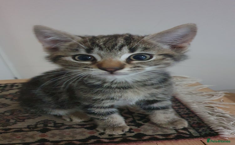 Mixed Breed cats - Advert 1