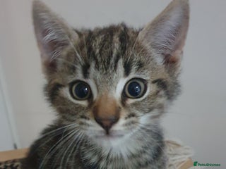 Mixed Breed cats - Advert 23