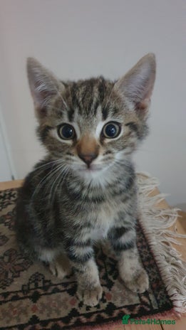 Mixed Breed cats - Advert 1
