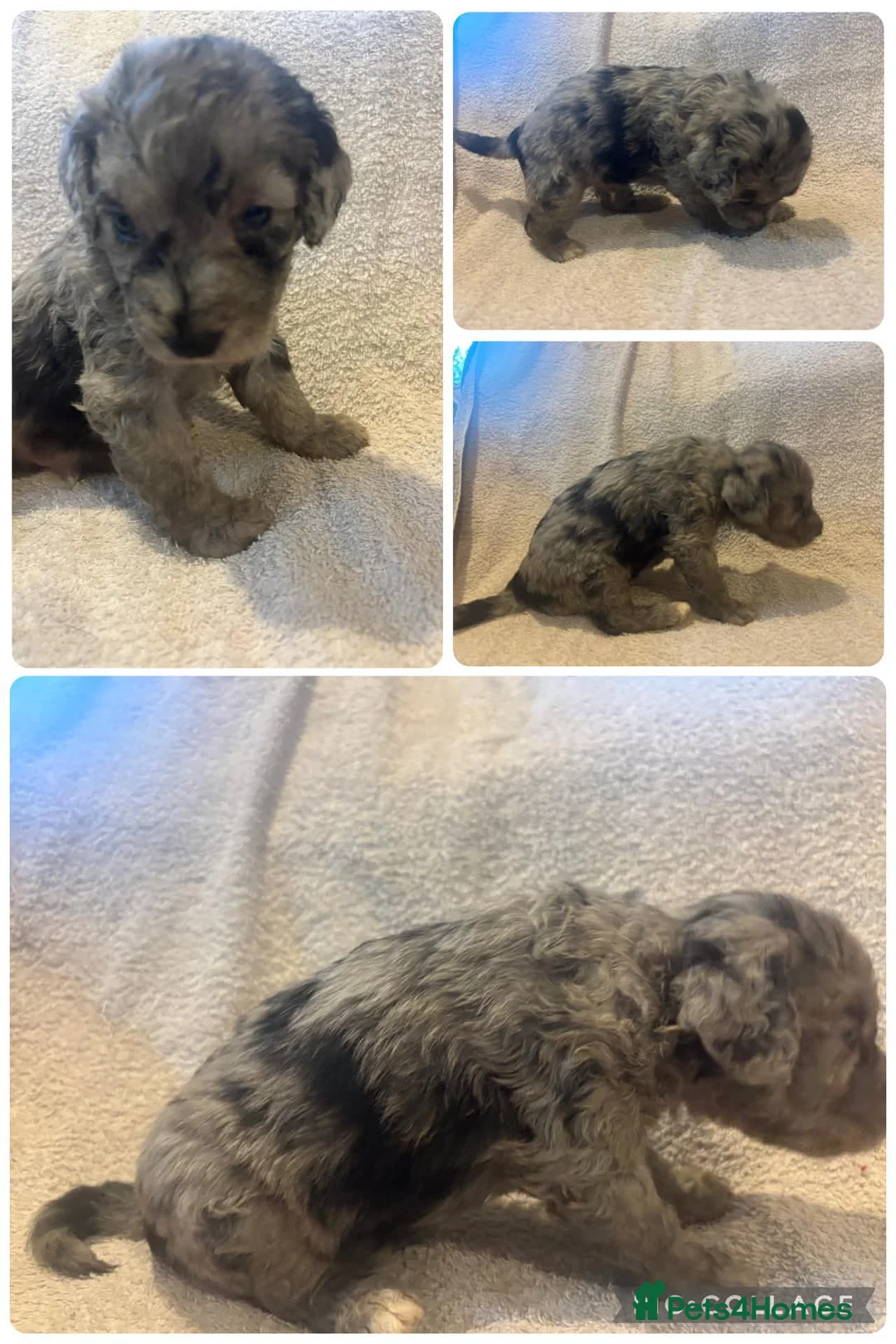 Labradoodle dogs for sale: Beautiful labradoodle puppies 🐶 - Advert 18
