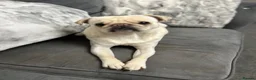 Pug dogs for sale: Pablo the Pug  - Advert 3