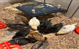 Chickens poultry for sale: Chicks for free - Image 1