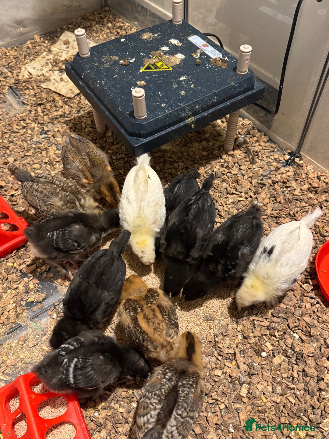 Chickens poultry for sale: Chicks for free - Image 1