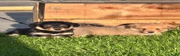 Mixed Breed dogs for sale: Corgipoos - Advert 21