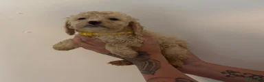 Cockapoo 8