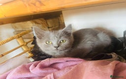 British Shorthair cats for sale: Adorable BSH kittens  - Image 4