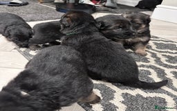 German Shepherd dogs for sale: Beautiful purebred German shepherd puppies - Image 19