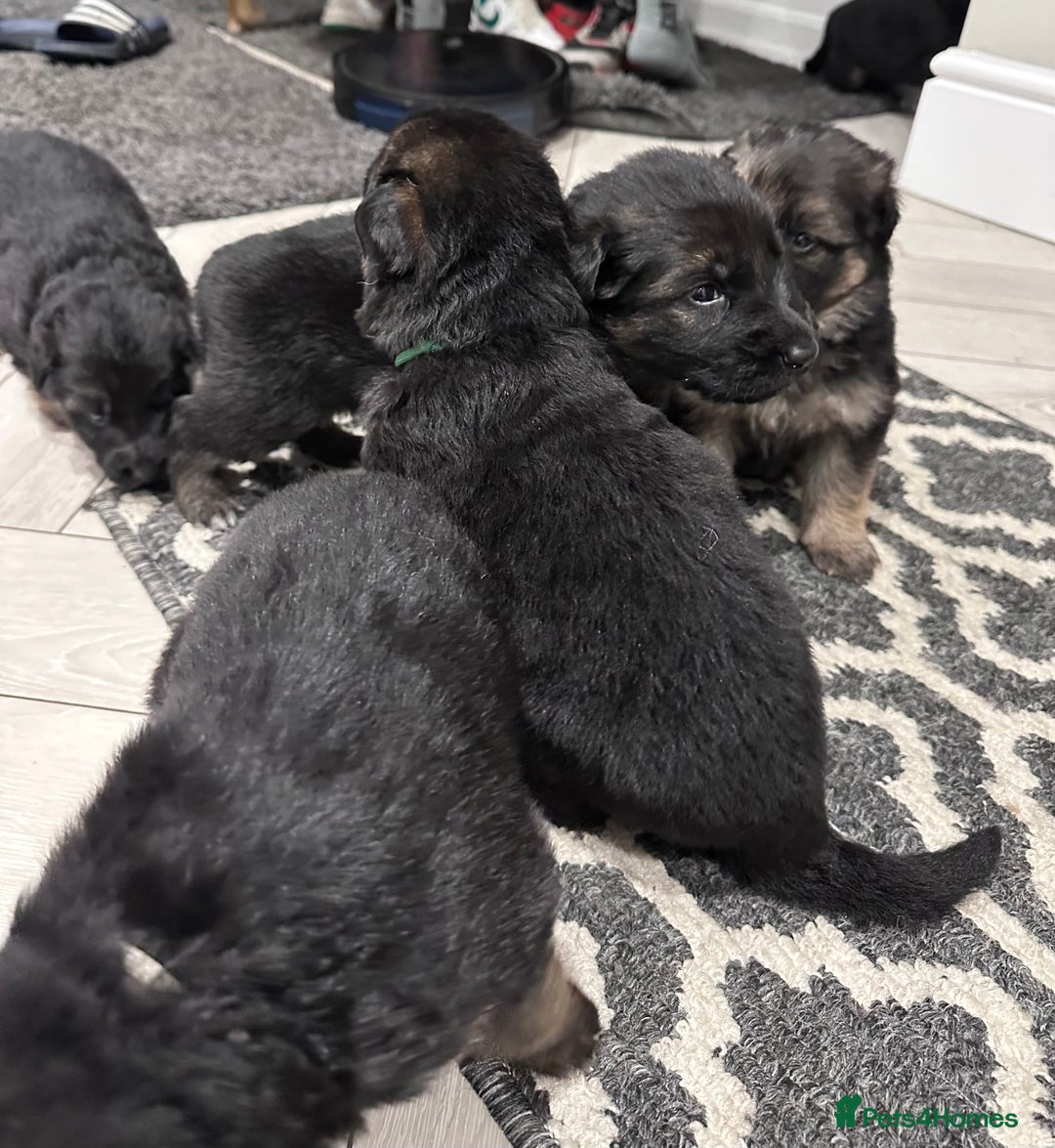 German Shepherd dogs for sale: Beautiful purebred German shepherd puppies - Image 19