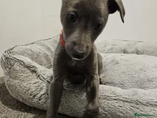 Whippet dogs Quality KC reg whippet puppies *1 boy available* - Advert 6