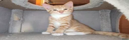 British Shorthair cats for sale: Gorgeous Ginger and Calico kittens  in St Albans - Advert 2