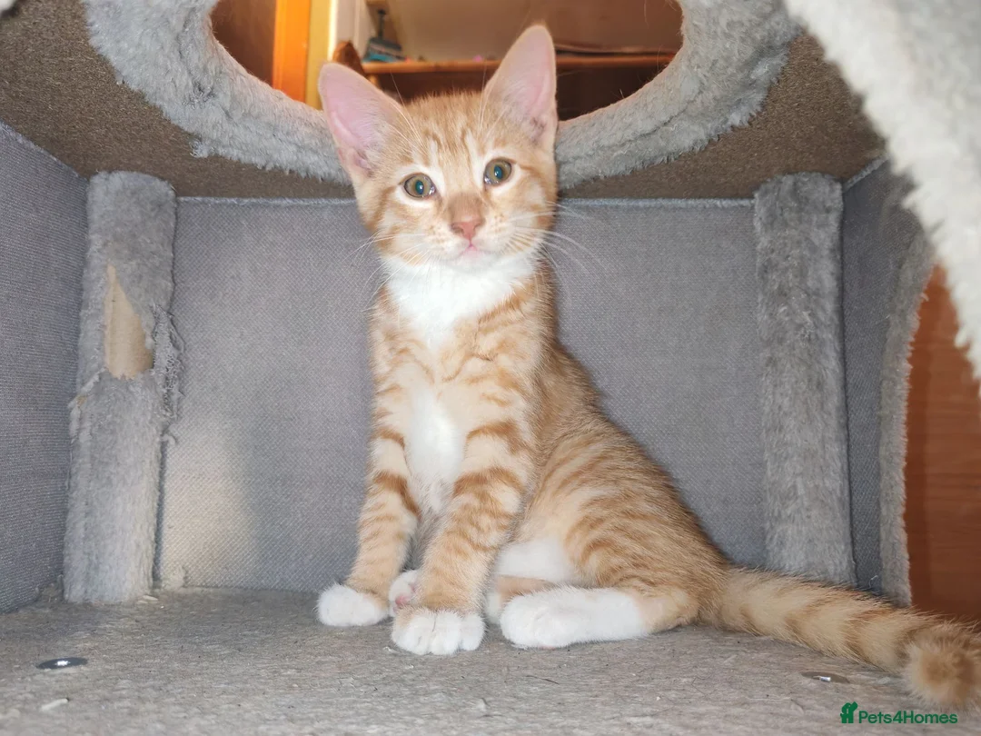 British Shorthair cats for sale: Gorgeous Ginger and Calico kittens  in St Albans - Advert 2