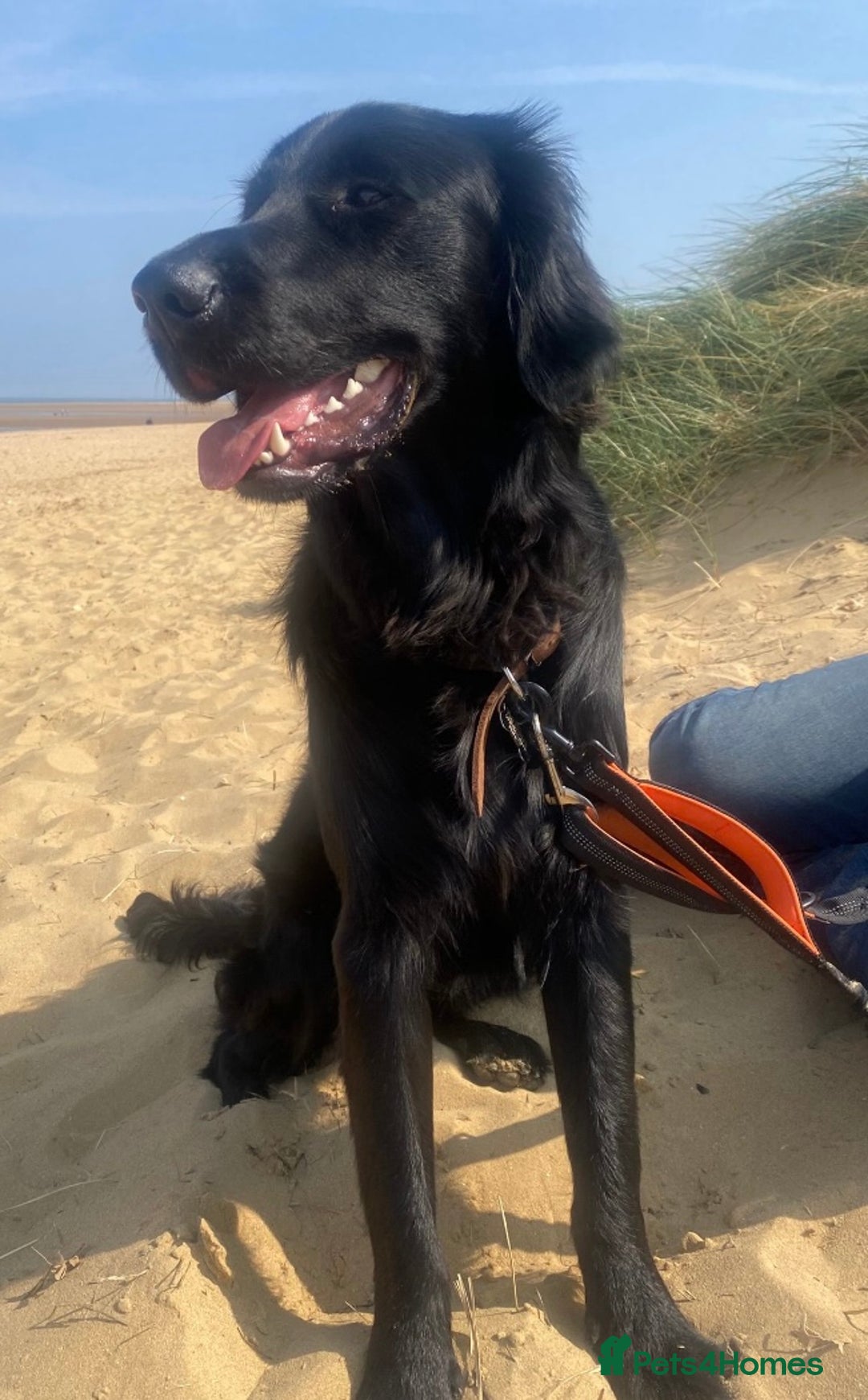 Goldador dogs for sale: 🐾7 Beautiful Labrador x Retriever Puppies🐾 - Advert 6