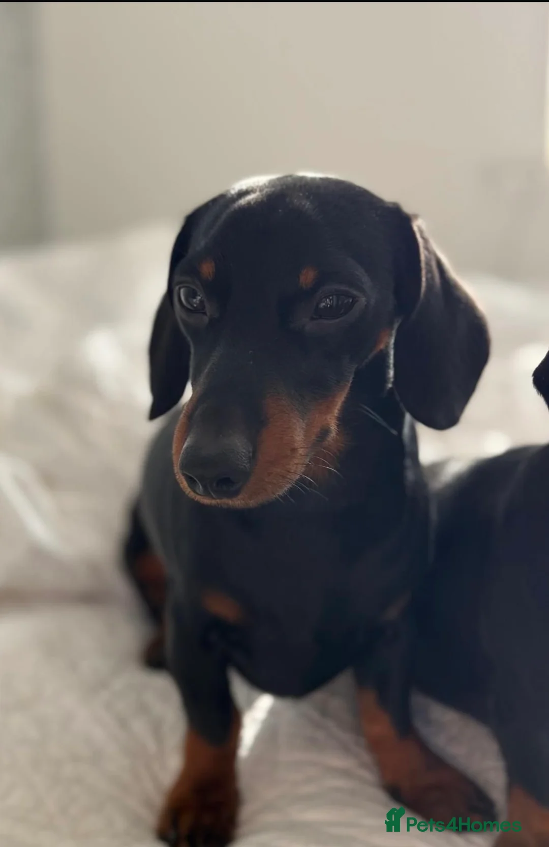 Miniature Dachshund dogs for sale: Miniature dachshunds - Advert 22