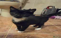 Mixed Breed cats for sale: Beautiful kittens available  - Image 3