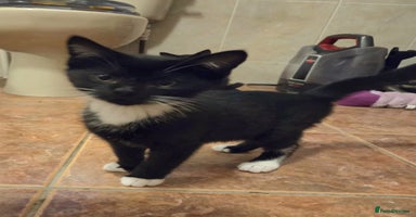 Mixed Breed cats - Advert 3