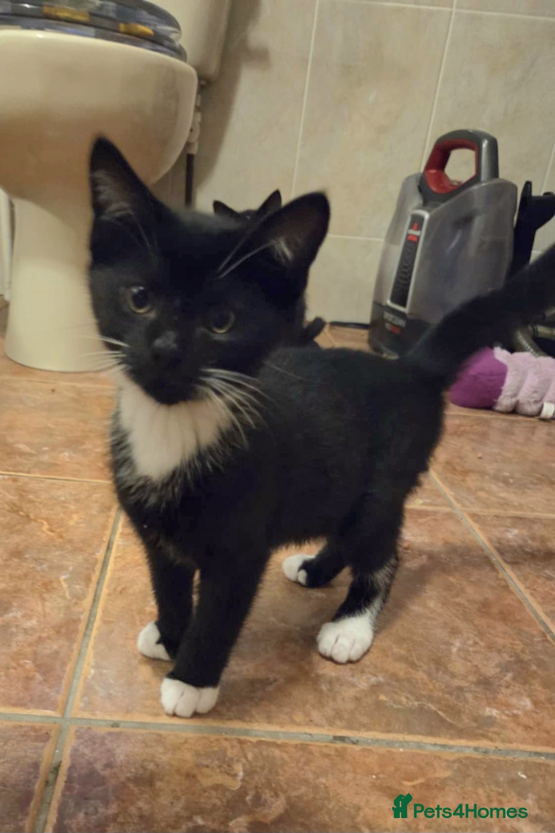 Mixed Breed cats for sale: Beautiful kittens available  - Image 3