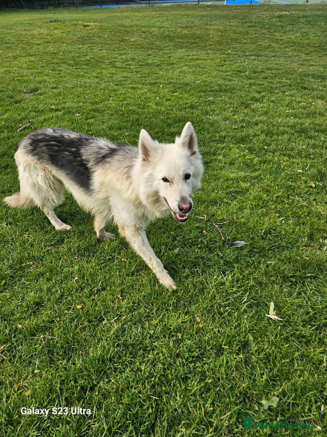 German Shepherd dogs for sale: Kc registered German shepherd  - Image 1