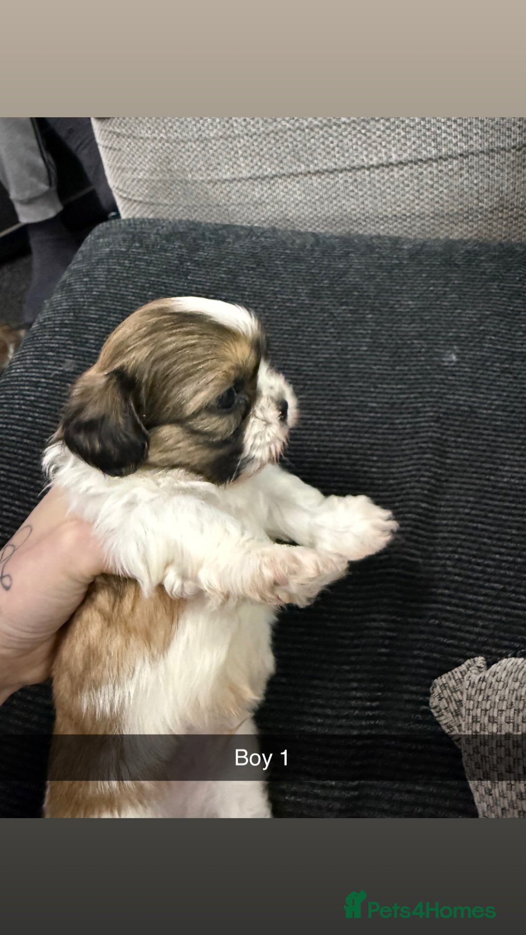 Shih Tzu dogs for sale: 5 stunning Shih Tzu puppies  - Advert 8