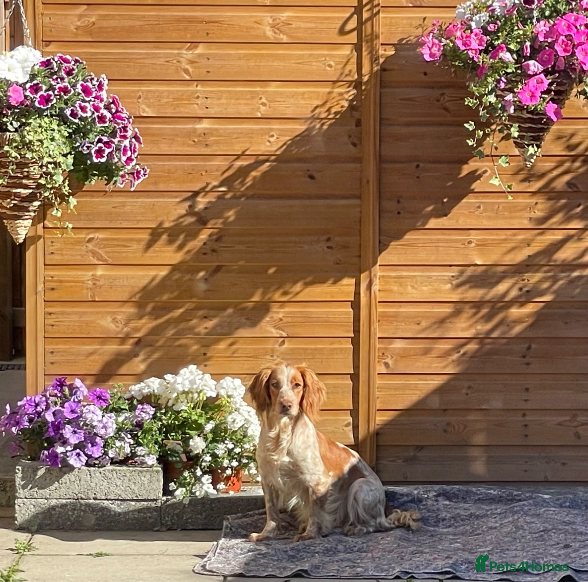 Cocker Spaniel dogs 🌸KC registered working cocker spaniel🌸 - Advert 2