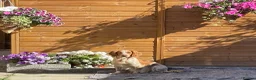 Cocker Spaniel dogs for sale: 🌸KC registered working cocker spaniel🌸 - Advert 1