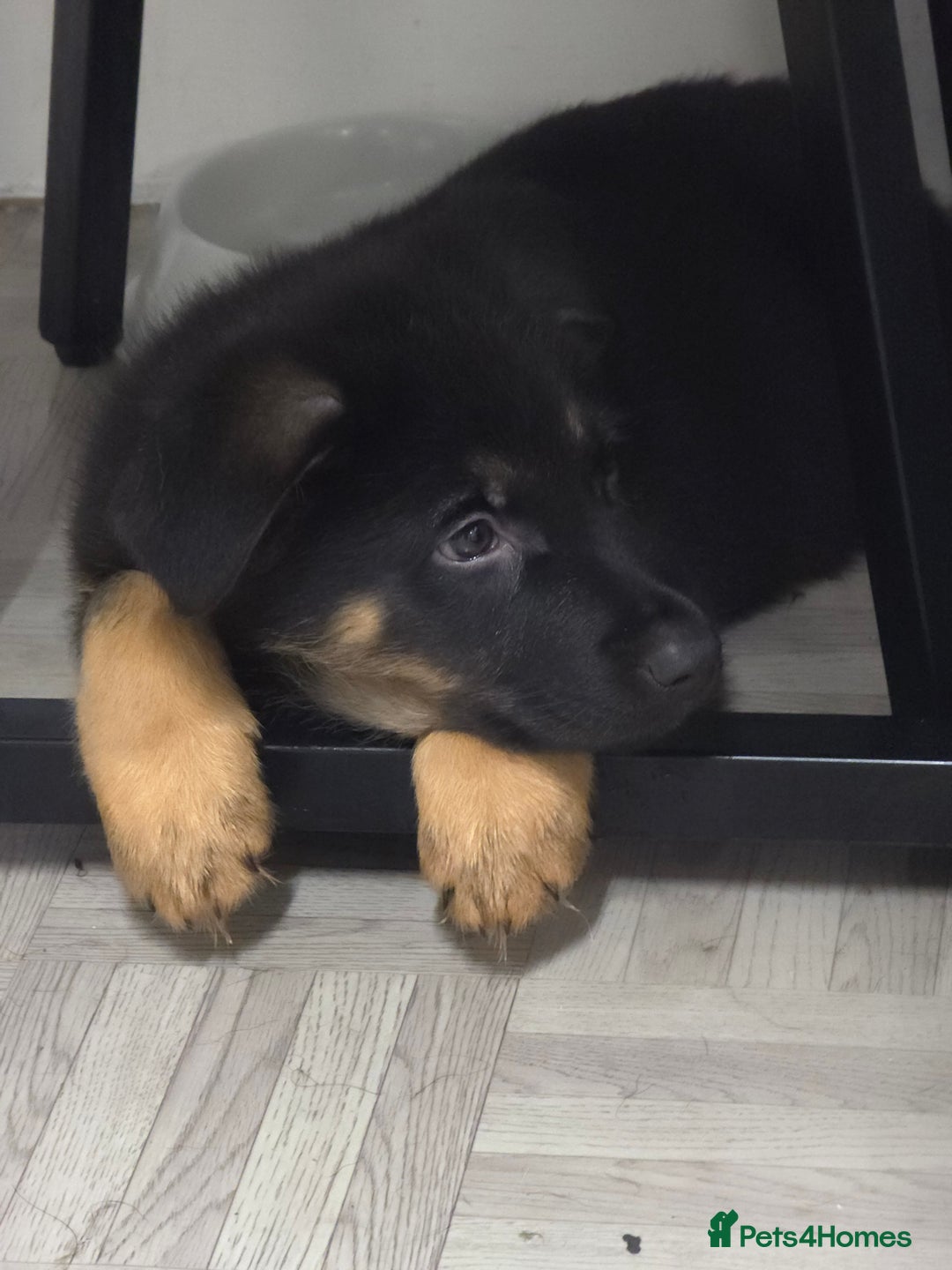 German Shepherd dogs for sale: Chunky German shepherd puppies for sale  - Advert 11