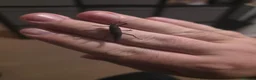 Stick Insects invertebrates for sale: Black beauty nymphs (Peruphasma schultei) L2+ - Advert 2