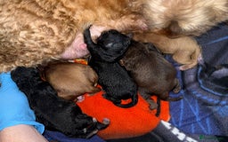 Cockapoo dogs for stud: Cockapoo For Stud in Northampton - Image 7