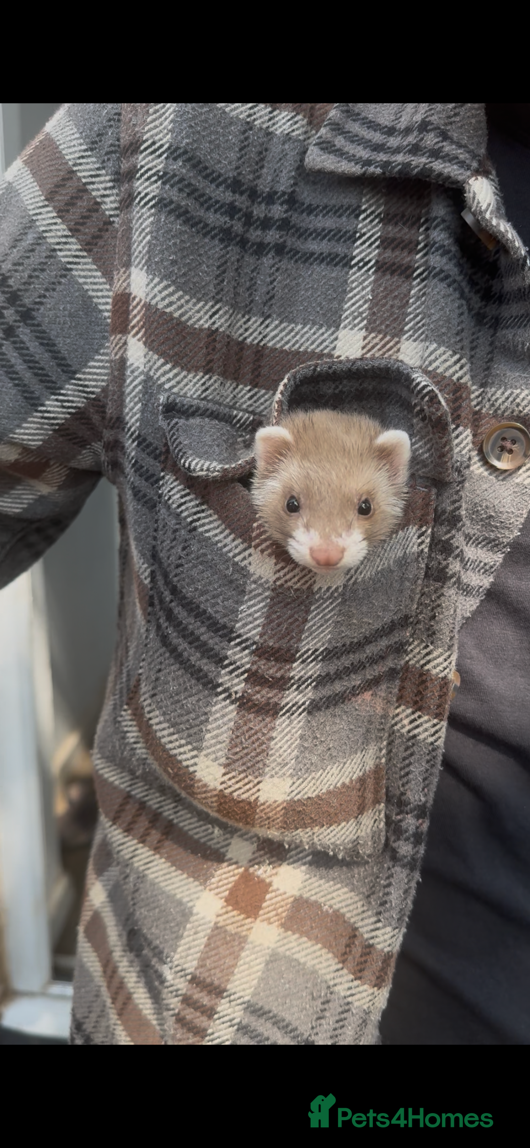 Ferret rodents for sale: Baby ferrets - Image 3