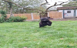 Cockapoo dogs for sale: Cockapoo male 8 months old - Advert 2