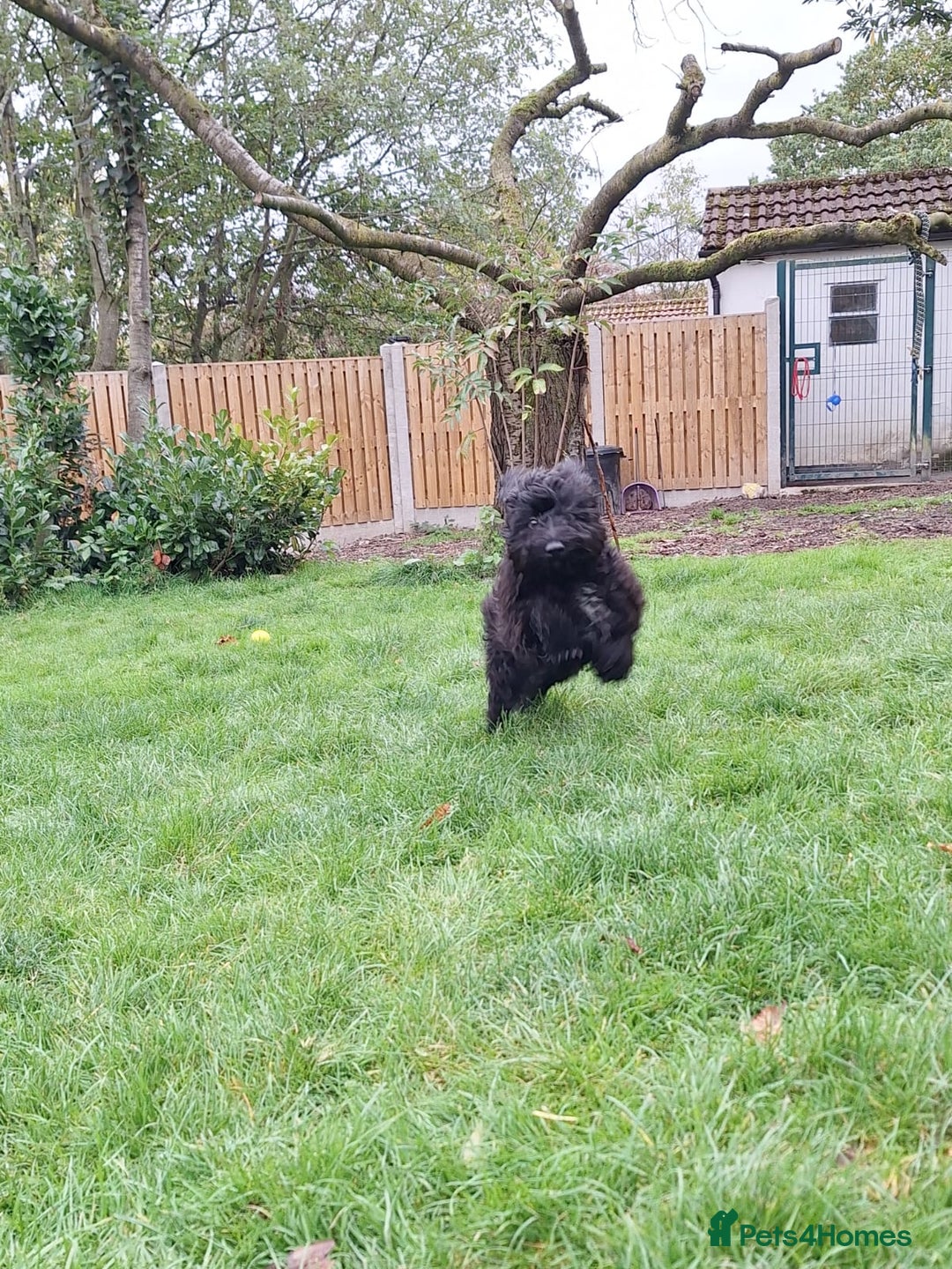 Cockapoo dogs for sale: Cockapoo male 8 months old - Advert 2