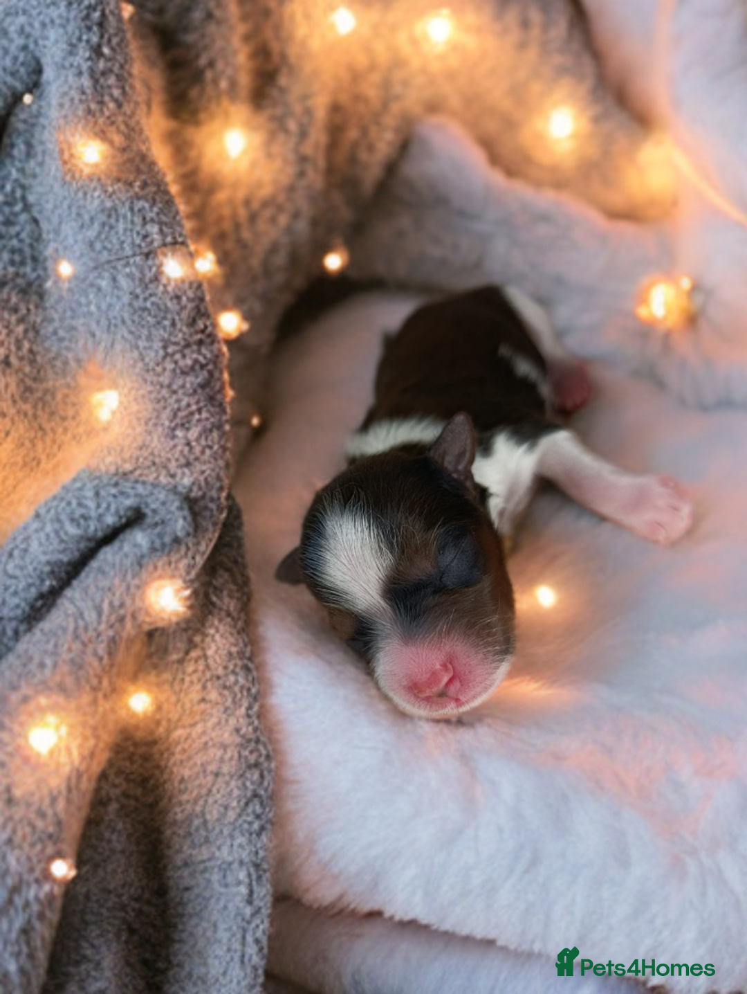 Yorkshire Terrier dogs for sale: Posh puppies😍😍 colorfull Yorkshire terrier🐶🐶🐶 - Advert 12