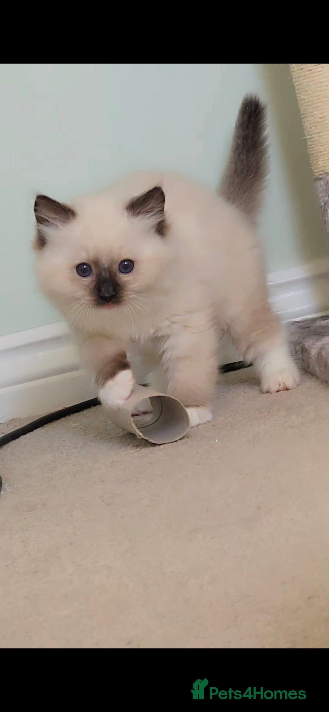 Ragdoll cats for sale: TICA REGISTERED KITTENS/Active - Advert 34