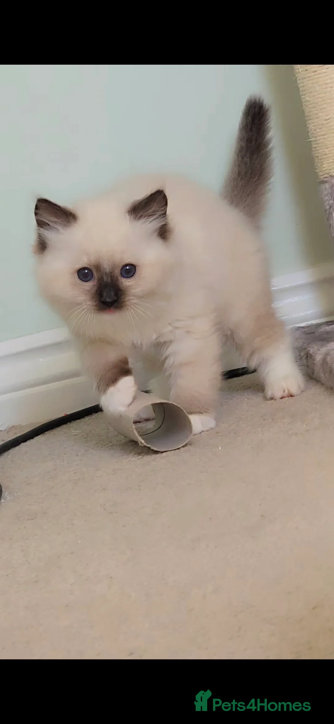Ragdoll cats for sale: TICA REGISTERED KITTENS/Active - Advert 14
