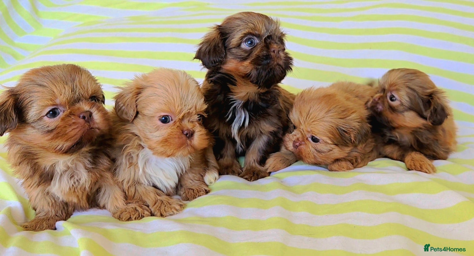 Shih Tzu dogs KC Registered Chocolate Imperial Shih Tzu Puppies - Advert 1