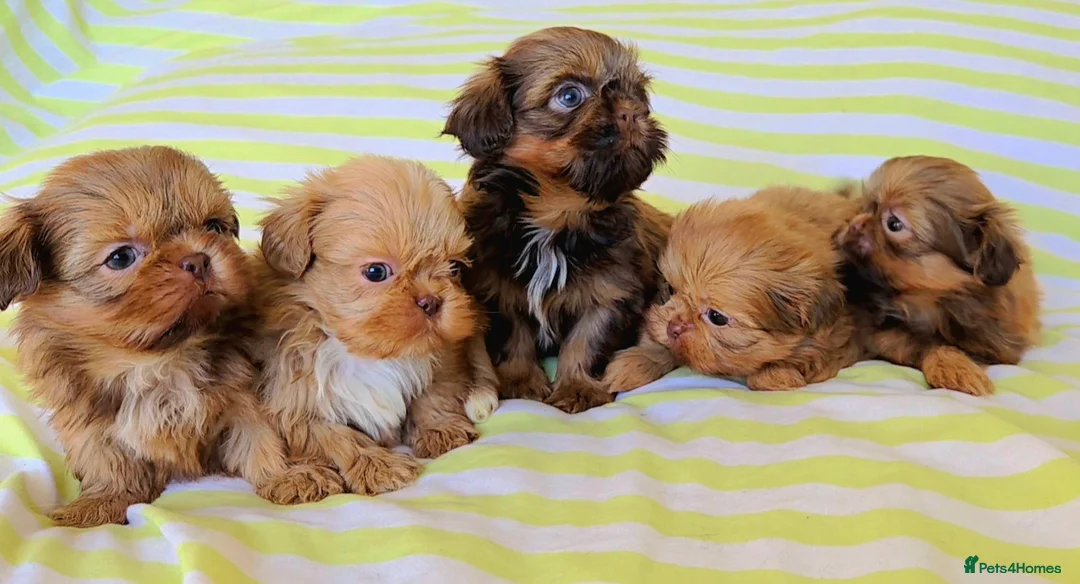 Shih Tzu dogs for sale: KC Registered Chocolate Imperial Shih Tzu Puppies - Advert 1