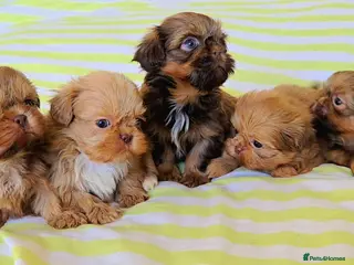 Shih Tzu dogs KC Registered Chocolate Imperial Shih Tzu Puppies - Advert 1