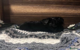 Yorkiepoo dogs for sale: Tiny Yorkipoos beautiful fluff balls puppies - Image 15