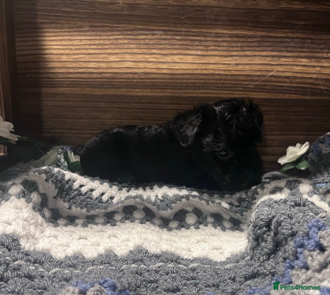 Yorkiepoo dogs for sale: Tiny Yorkipoos beautiful fluff balls puppies - Image 15