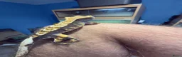 Gecko reptiles for sale: CRESTED GECKOS £80 each  - Advert 15