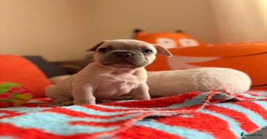 French Bulldog dogs - Advert 1