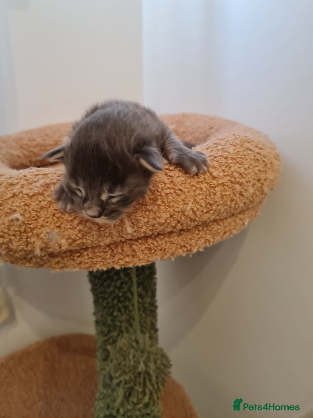 Maine Coon cats for sale: Maine coon kittens  - Advert 20